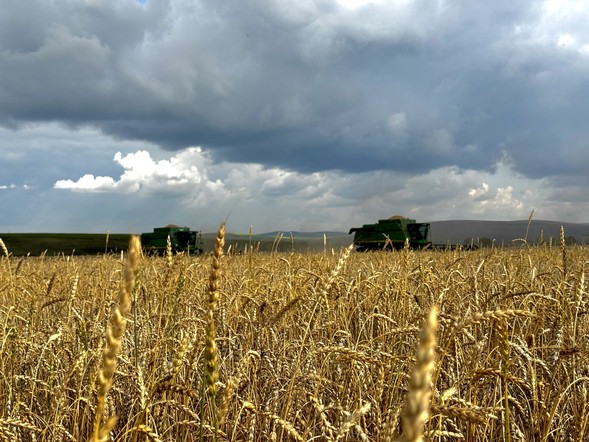 Аграрии Красноярского края собрали более миллиона тонн зерна