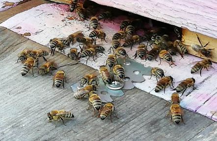 Пчеловодов обязаны предупредить перед обработкой полей пестицидами