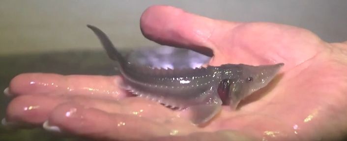 Программа "О хлебе насущном": как разводят осетров, уникальный рецепт кормов для рыбы