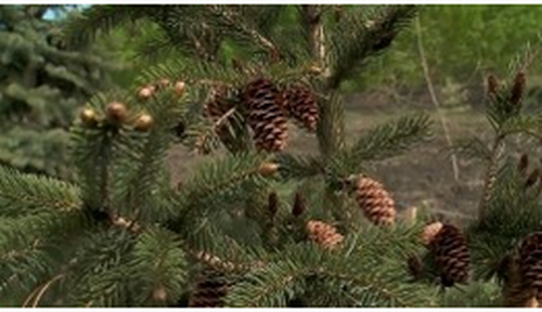 О хлебе насущном (Телеканал "Енисей", 23.05.2020)