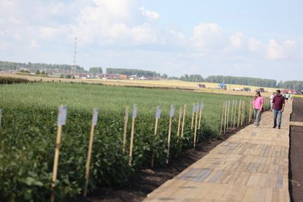 Современная сельхозтехника, агродроны и селекционные посевы: в Красноярском крае прошёл День поля