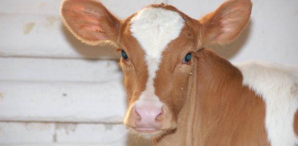 В Красноярском крае гранты «Агростартап-2024» получат девять начинающих фермеров