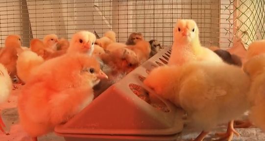 Программа "О хлебе насущном": бизнес горожан в деревне, агрономы из детского сада