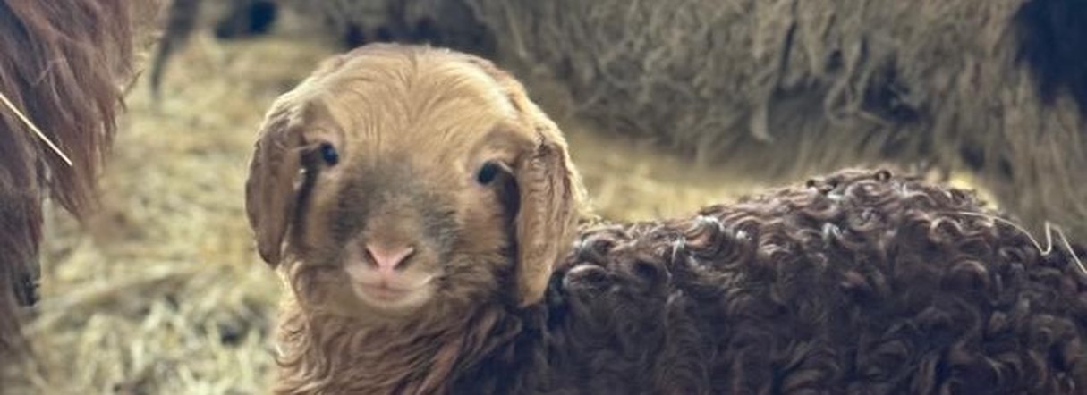 Семейные фермы Красноярского края получат более 32 млн рублей на развитие своего дела