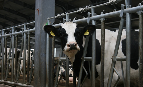 Сельхозпроизводители края построят и обновят помещения для производства молока благодаря господдержке