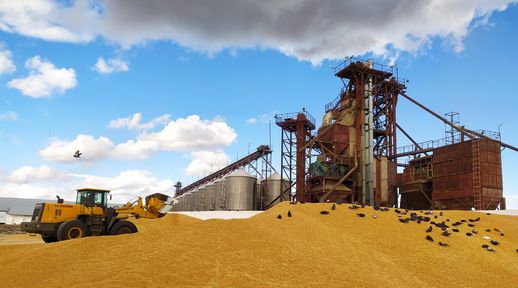 Аграриям Красноярского края возместят затраты на производство зерновых