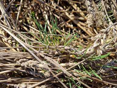 Из-за сложных погодных условий во время уборочной в Красноярском крае вводится режим чрезвычайной ситуации