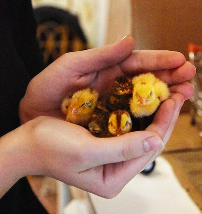 Фермеры Красноярского края получили 90 миллионов рублей на развитие семейного бизнеса