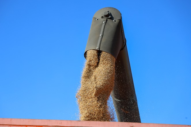 Производители зерновых в Красноярском крае получат ещё 318 миллионов господдержки