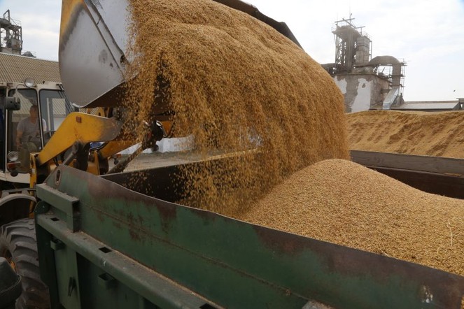 Красноярский край экспортировал максимальный за десять лет объём продукции АПК