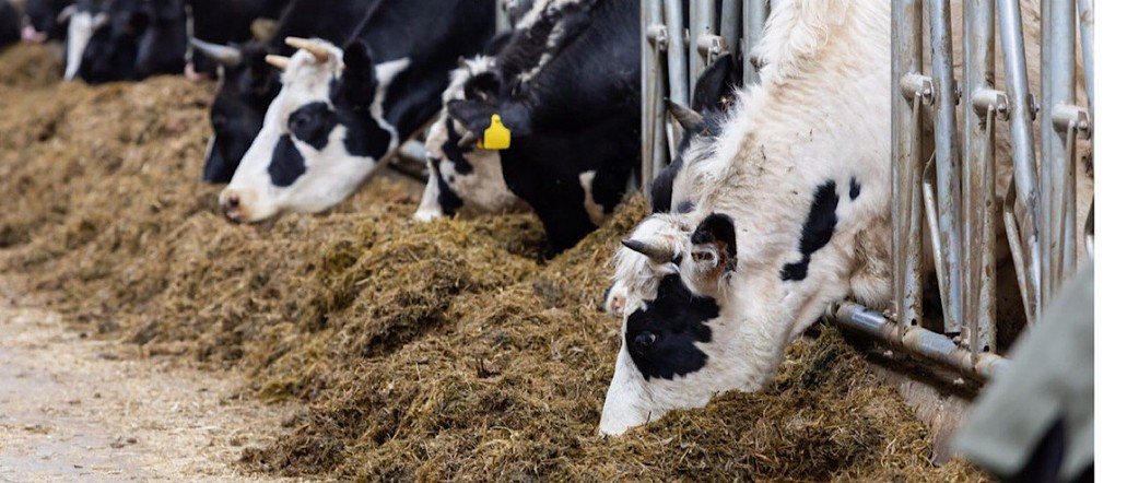 Хозяйства Красноярского края получат господдержку на обновление сельхозтехники и развитие животноводства