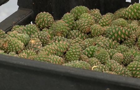 Программа "О хлебе насущном" (18.06.2022)