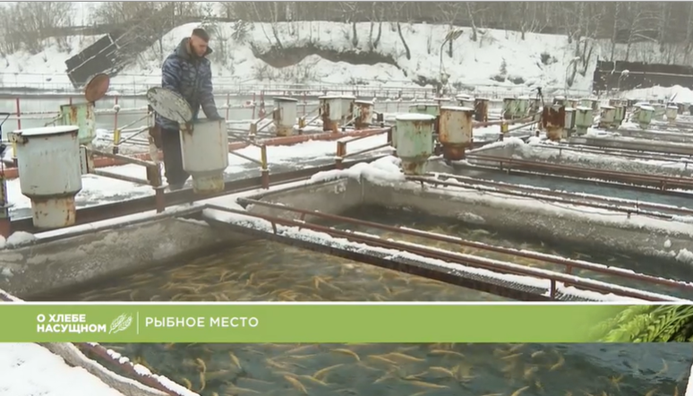 "О хлебе насущном": Какую рыбу выращивают в Назаровском районе?