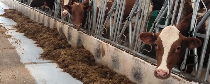 Хозяйства Красноярского края получат более миллиарда рублей господдержки на содержание сельхозживотных