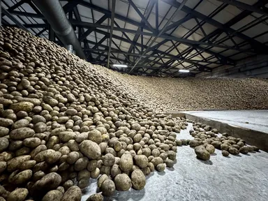 Владельцы личных подворий Красноярского края получат господдержку на выращивание картофеля