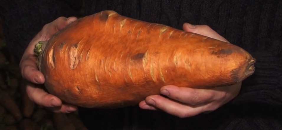 Программа "О хлебе насущном": гигантская морковь и новые агрегаты для полей