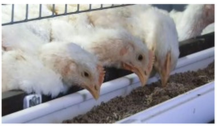 О хлебе насущном (Телеканал "Енисей", 08.05.2020)