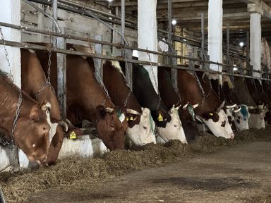 Сельхозтоваропроизводителям Красноярского края возместят часть затрат на агрострахование