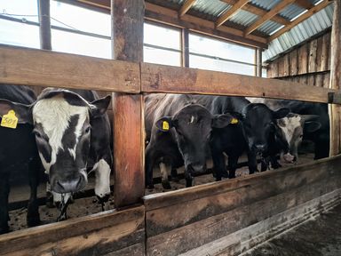 Гранты «Агростартап» в этом году получат не менее 12 фермеров Красноярского края